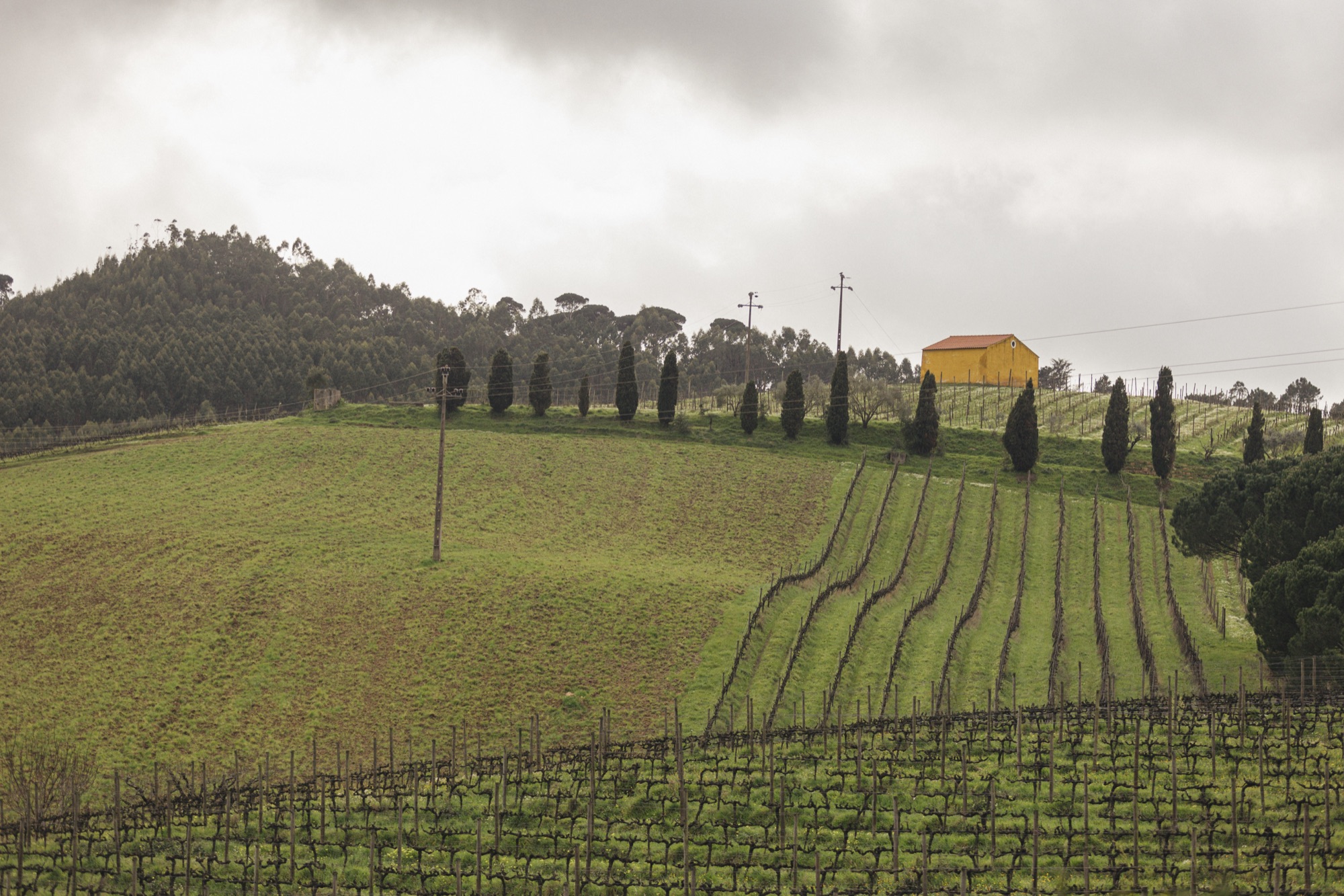 Rolling vineyard in Portugal